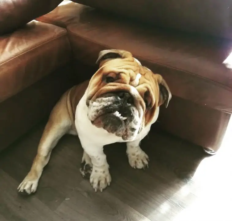 An English Bulldog sitting on the floor