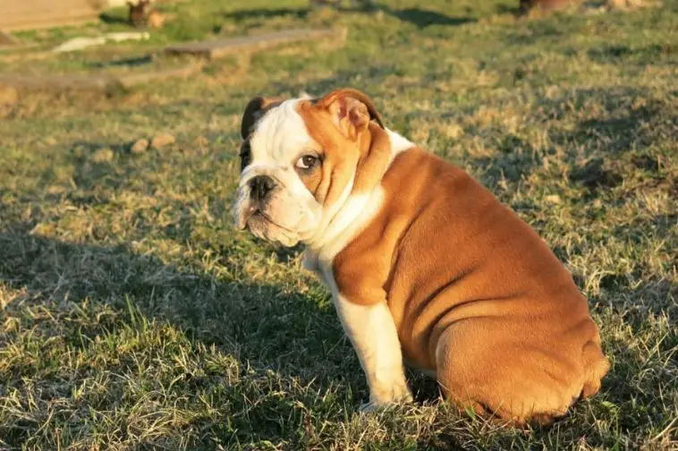 An English Bulldog sitting on the grass while looking back
