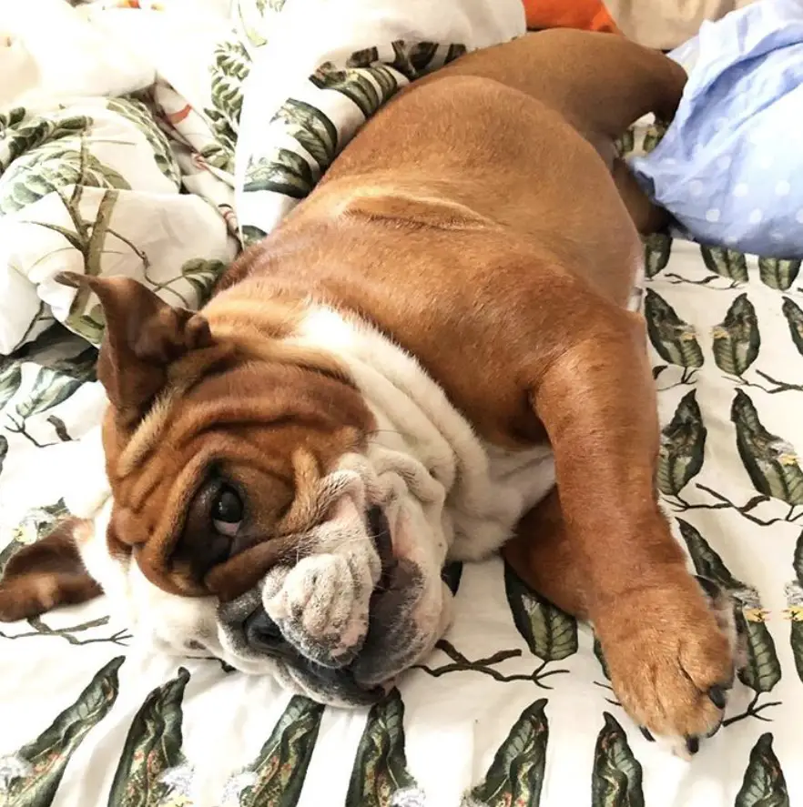 An English Bulldog lying on the bed