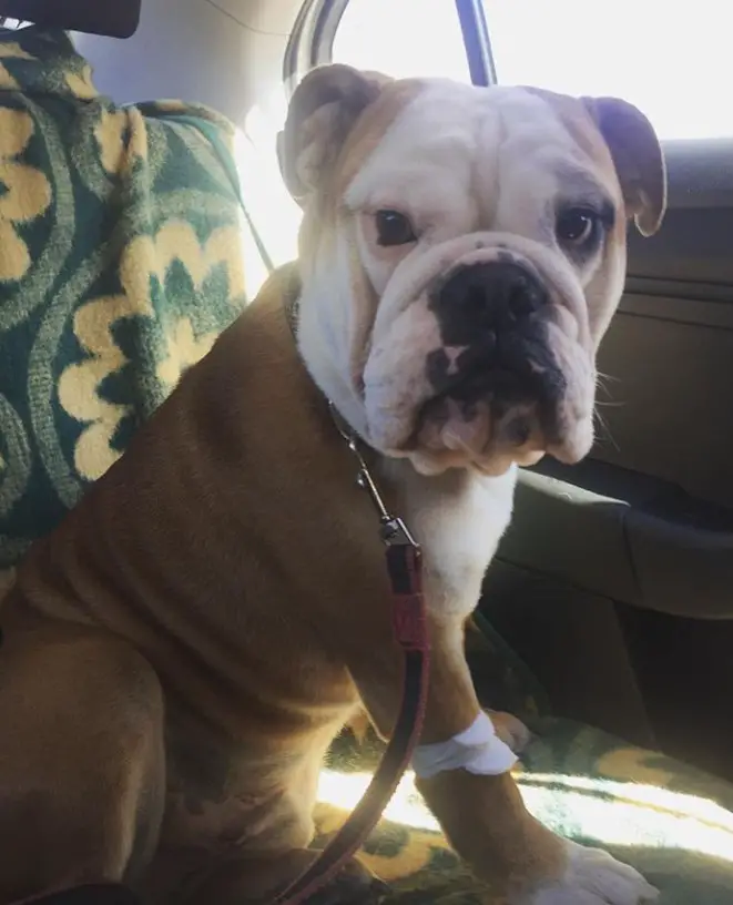 An English Bulldog sitting in the backseat while staring