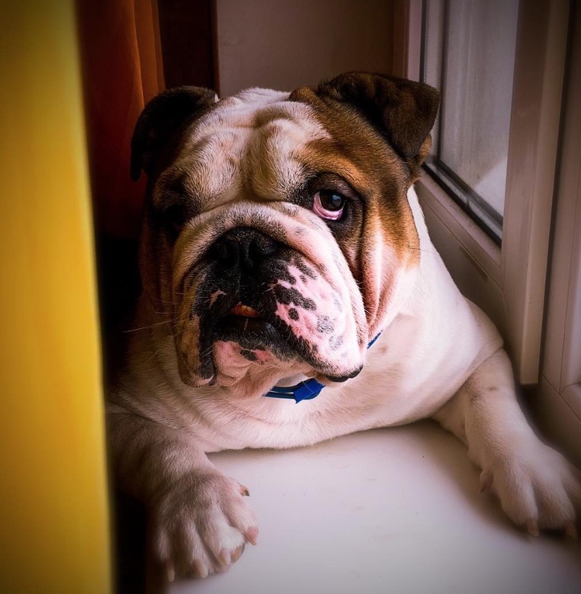 An English Bulldog lying by the window while staring with its tired eyes