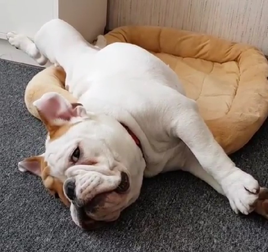 An English Bulldog lying on its bed while its upper body is on the floor