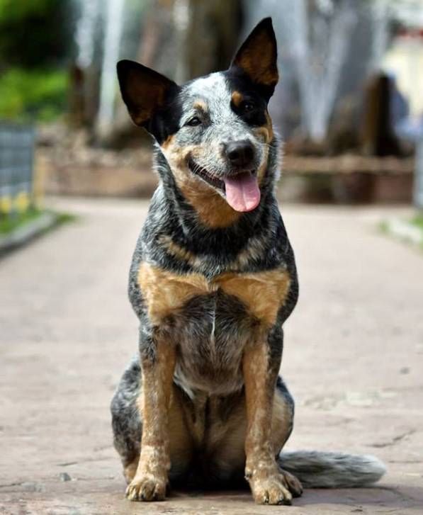 best blue heeler names