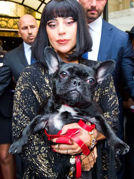 Lady Gaga holding her French Bulldog