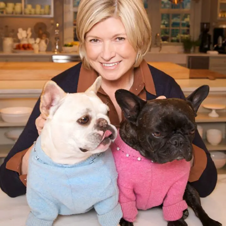 Martha Stewart sitting behind her two French Bulldog wearing cute sweaters
