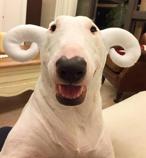 smiling English Bull Terrier with bighorn sheep