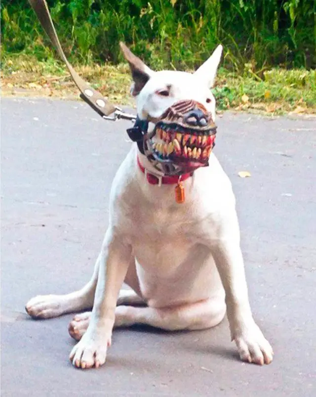 English Bull Terrier sitting on the pavement wearing its scary monster mouth cover