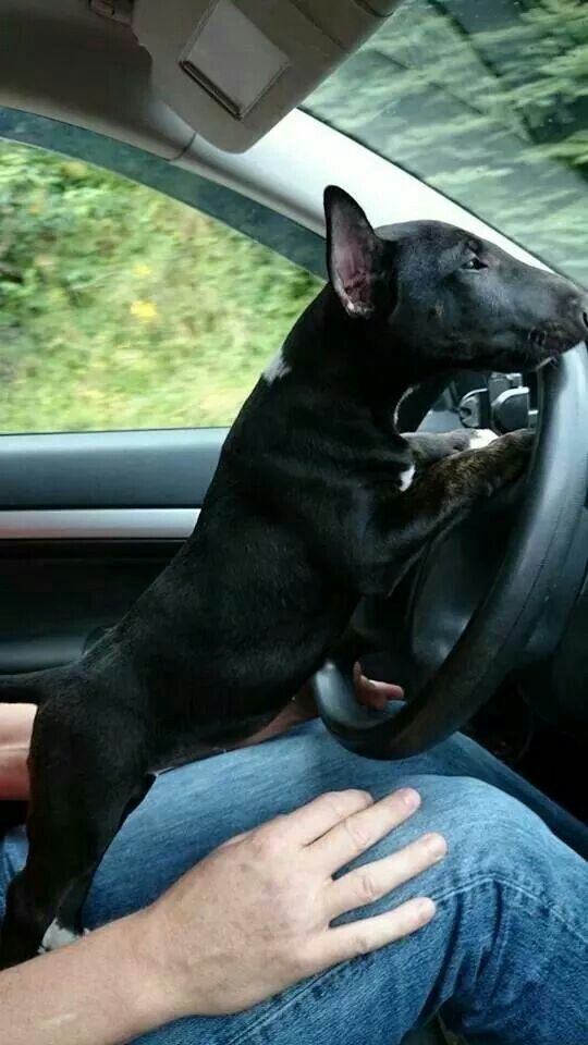 black English Bull Terrier standing against the steering wheel on top of the man's lap