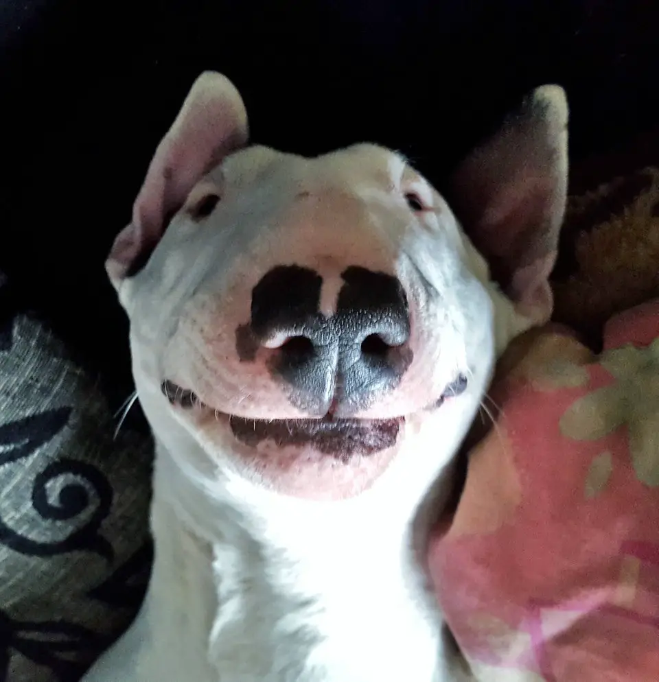 smiling English Bull Terrier