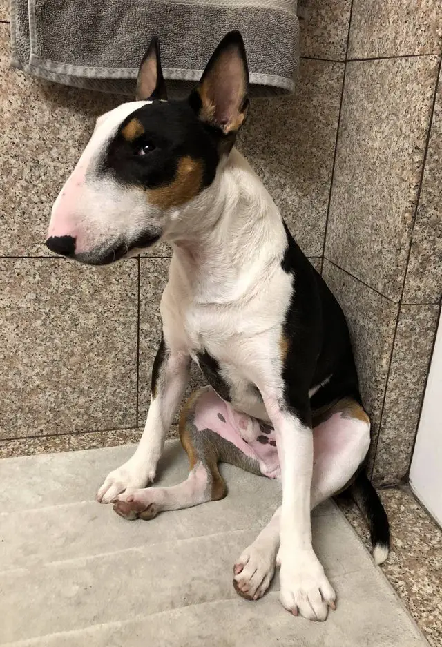 English Bull Terrier sitting in the corner of the bathroom