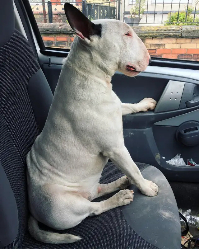 English Bull Terrier sitting in the car seat beside the window