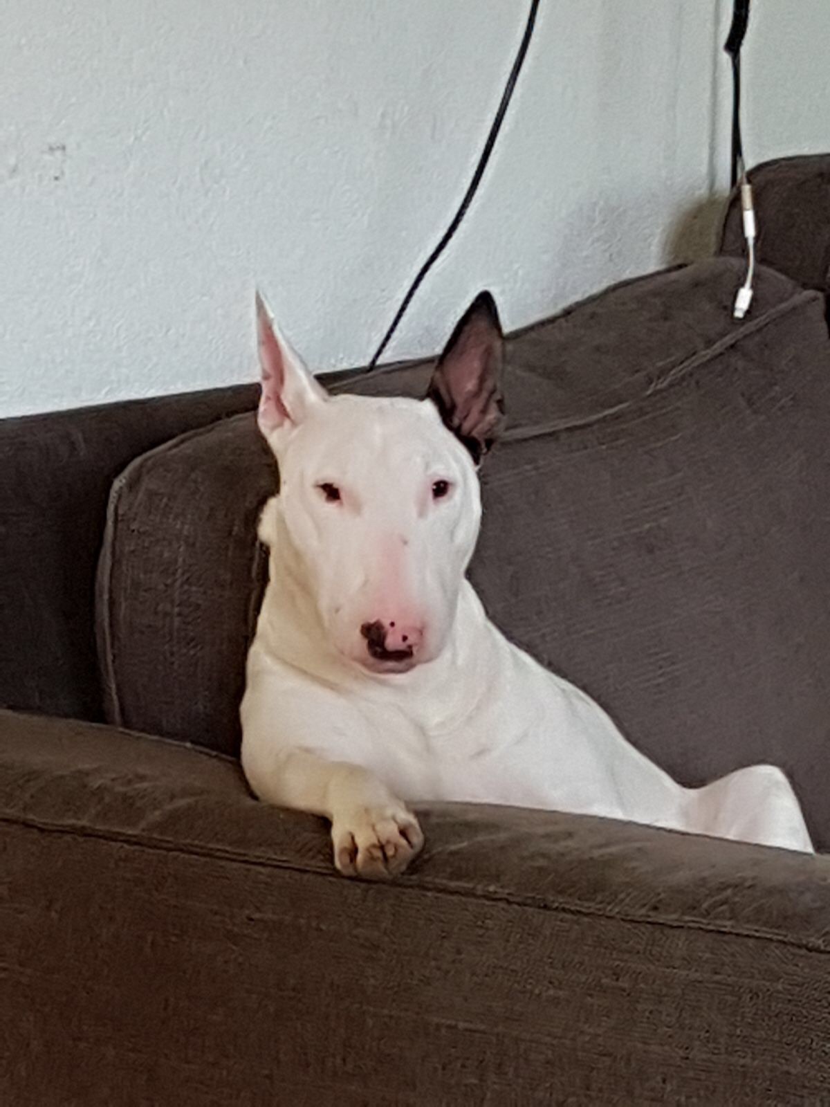English Bull Terrier sitting on the couch