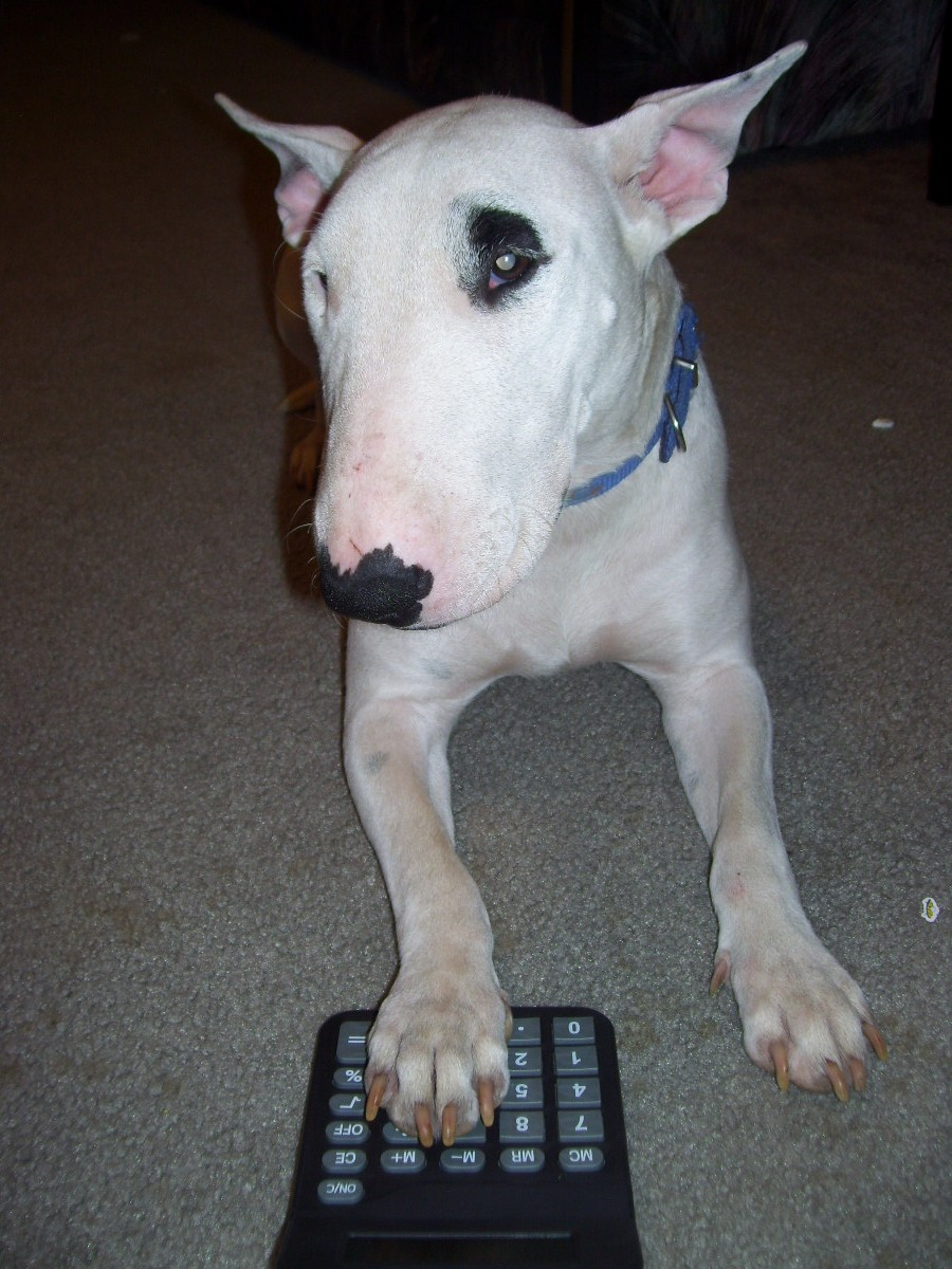 English Bull Terrier lying down on the floor with its paw on a calculator