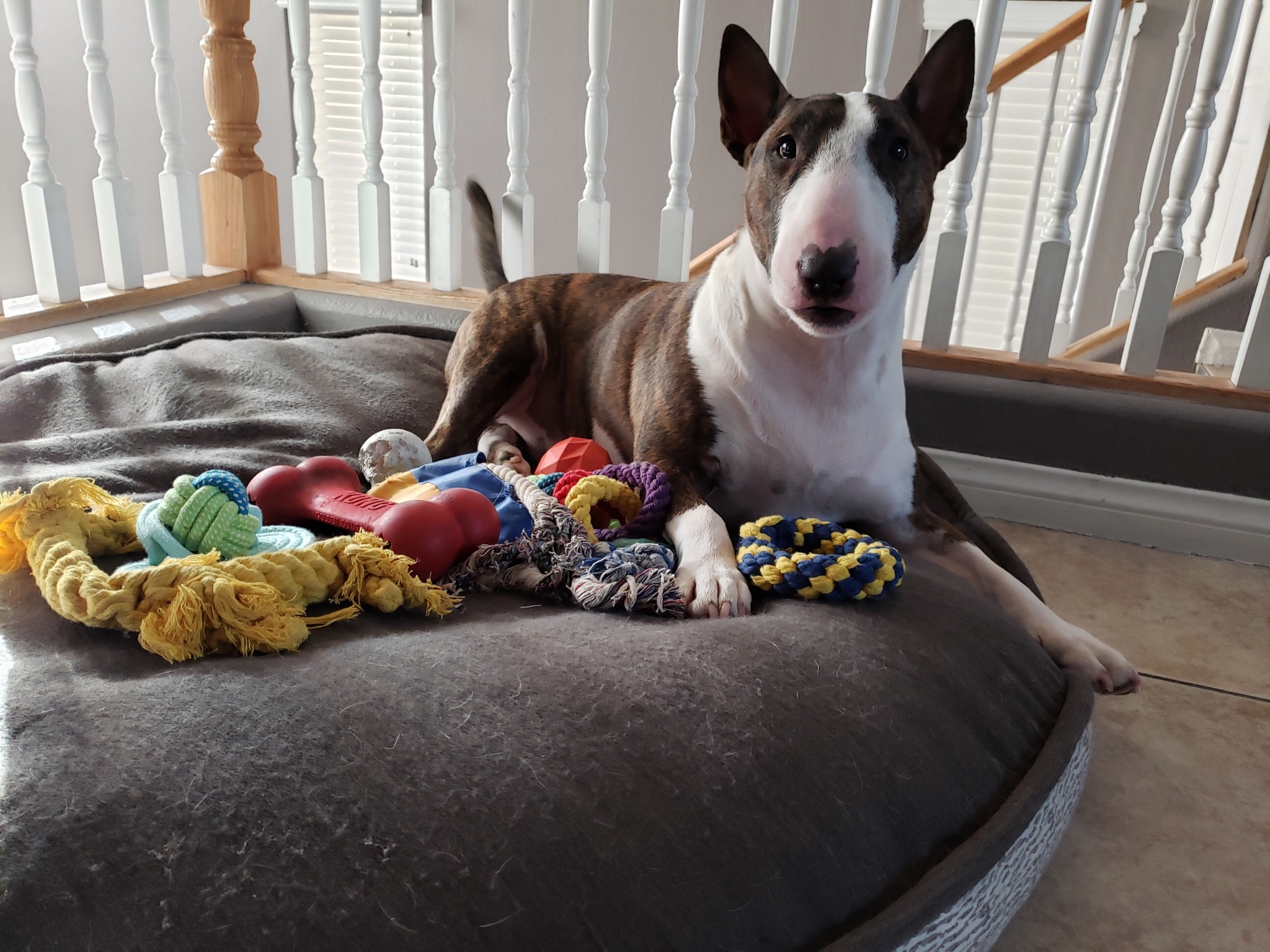 English Bull Terrier on its bed with its toys