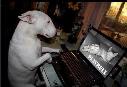 English Bull Terrier siting on a chair looking at a photo of a female English Bull Terrier on the screen of the laptop