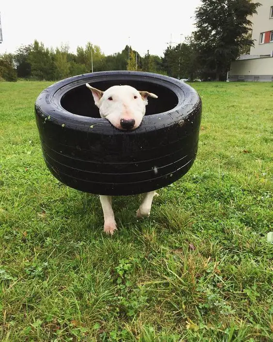English Bull Terrier carrying a tire with its mouth