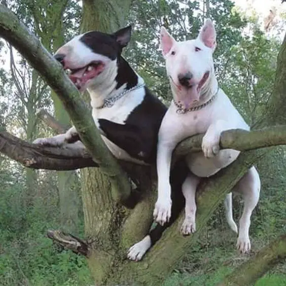 two English Bull Terrier hanging on the branch of the tree