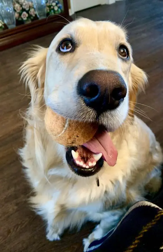 Golden Retriever sitting on the floor with a ball in its mouth