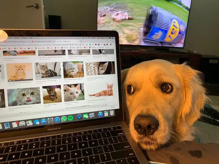 Golden Retriever face beside the laptop's screen with cats photos