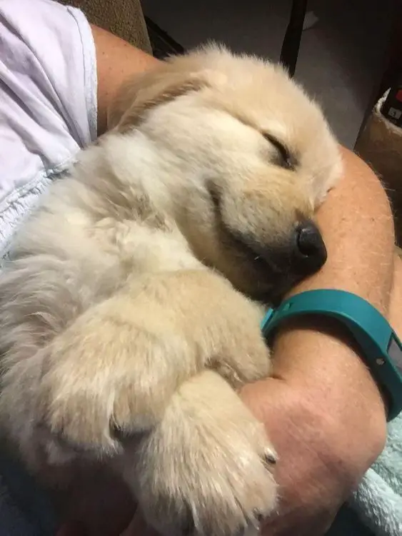 a woman holding a sleeping Golden Retriever puppy
