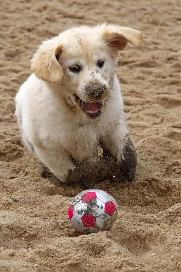 Golden Retriever puppy chasing a ball at the beach