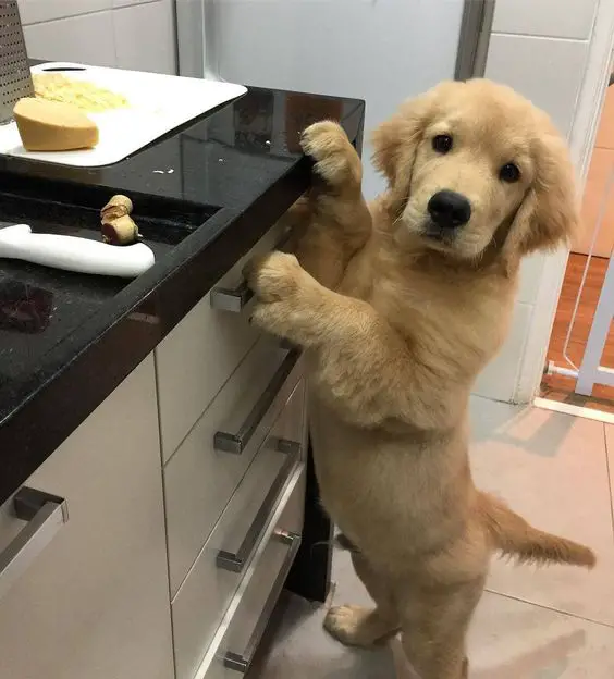 Golden Retriever standing up against the countertop