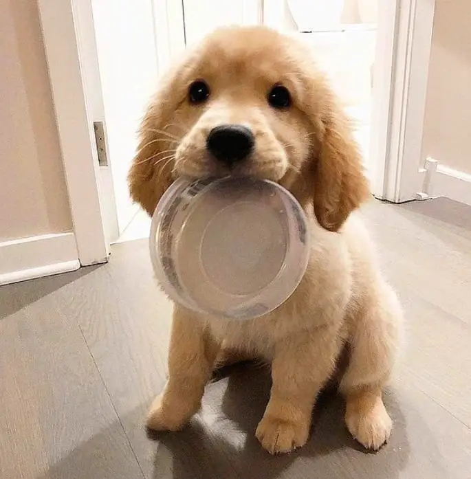 Golden Retriever puppy sitting on the floor with a bowl in its mouth
