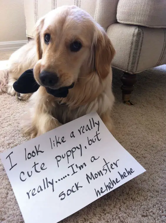 Golden Retriever lying on the floor with a sock in its mouth and a note 
