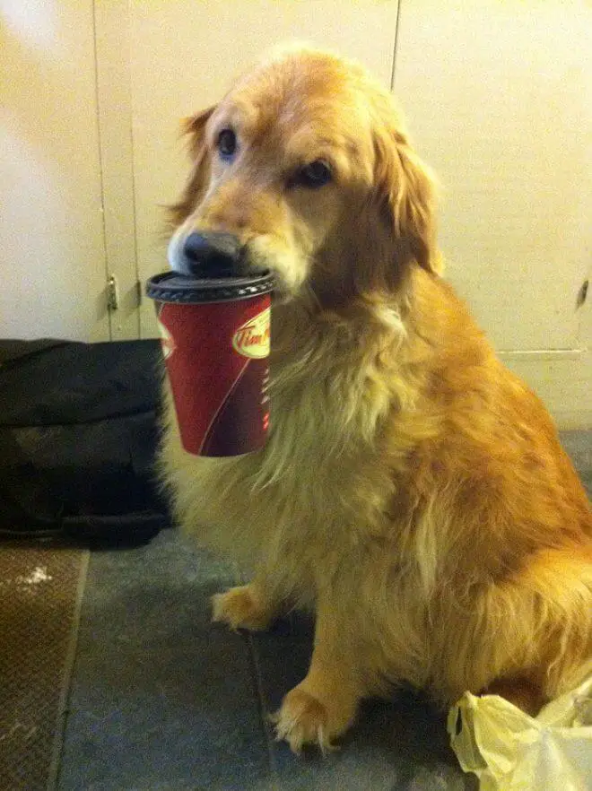 Golden Retriever sitting on the floor with a take out cup in its mouth
