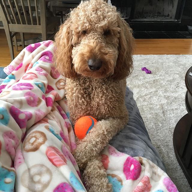 Goldendoodle lying on the couch with a ball in its arms