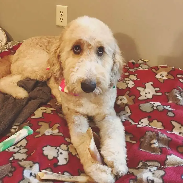 Goldendoodle lying on its bed while looking up with its sad eyes