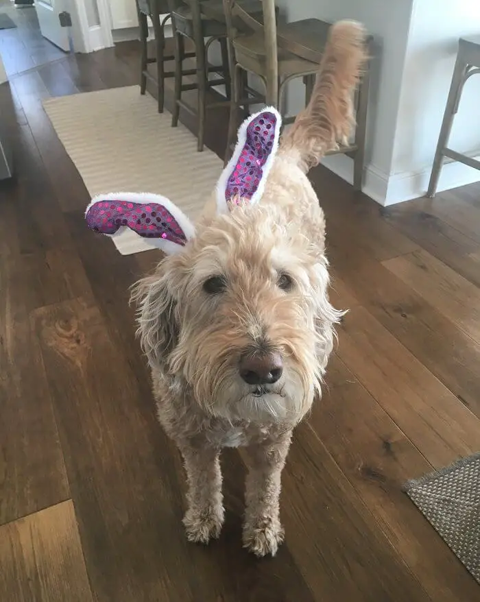 Goldendoodle standing on the floor while wearing bunny ears