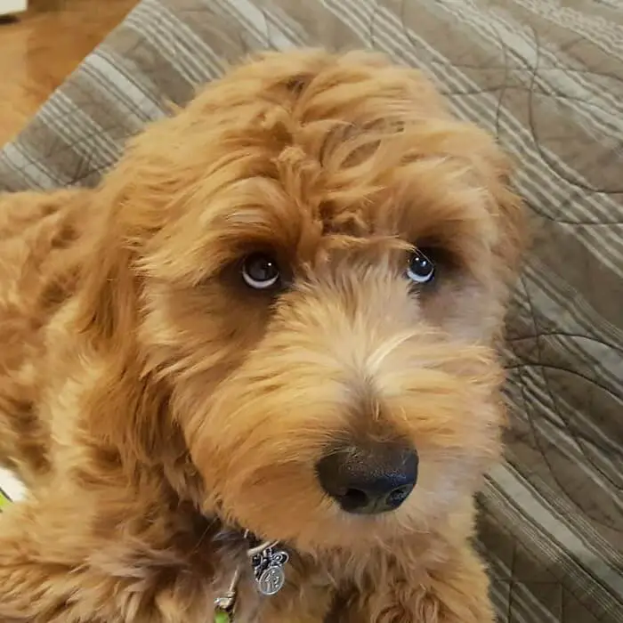 Goldendoodle sitting on the floor while looking up with its begging eyes