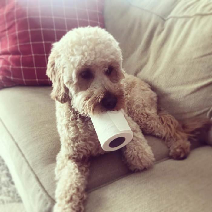 Goldendoodle sitting on the couch with a tissue paper roll in its mouth
