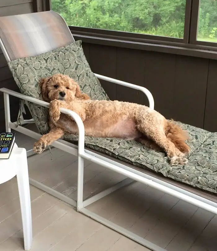 Goldendoodle lying comfortably on the chair outdoors