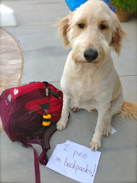 Goldendoodle sitting on the concrete next to a bag and with a note in front of him that says - I pee on backpacks