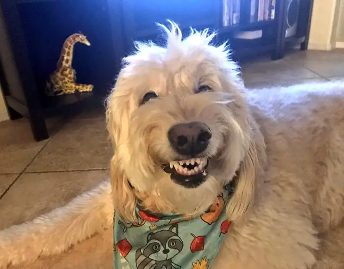 Goldendoodle lying on the carpet with its big smile