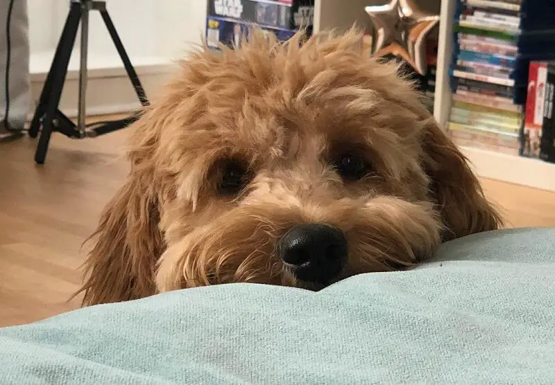 Goldendoodle standing on the floor with its adorable face on the foot of the bed