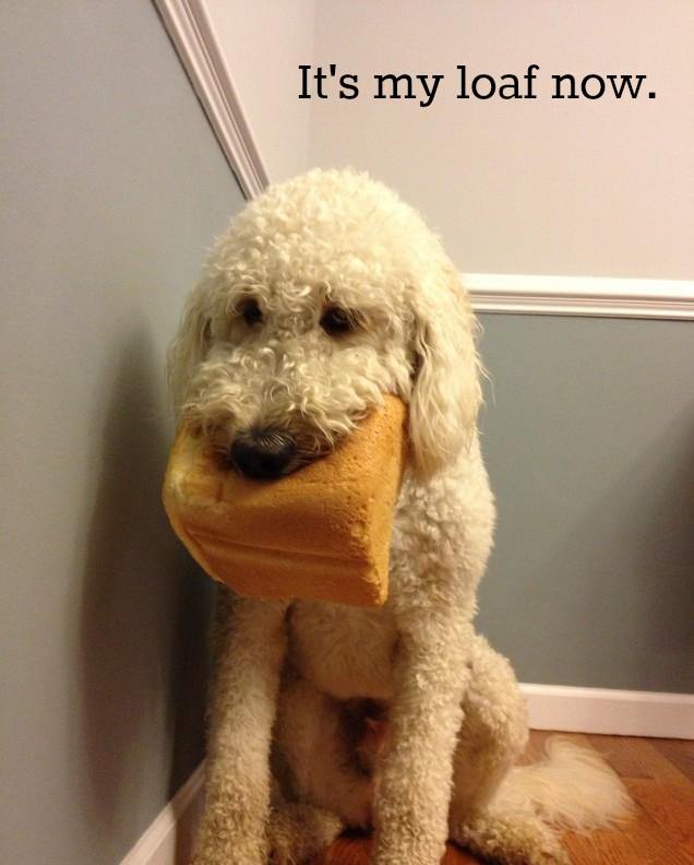 Goldendoodle sitting in the corner with a loaf bread in its mouth