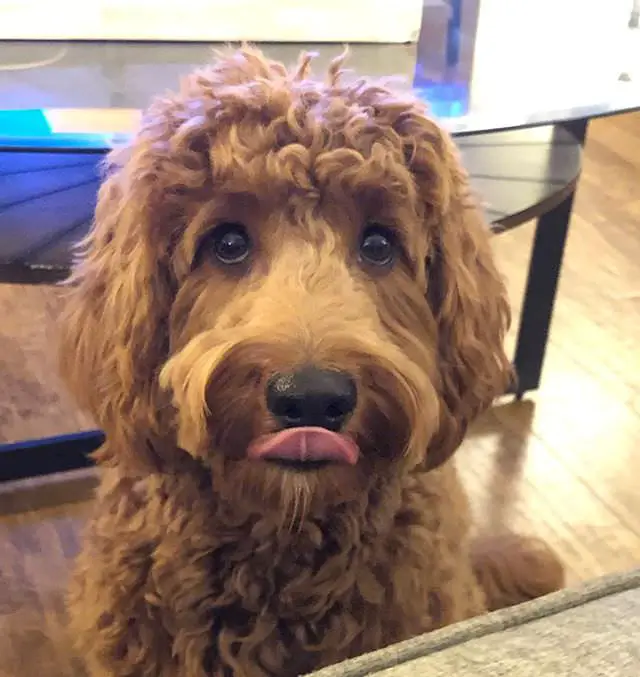 Goldendoodle sitting on the floor while looing its mouth