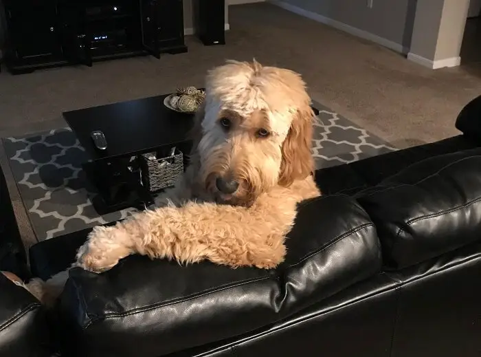 Goldendoodle sitting with its arms on the back of the couch in the living room