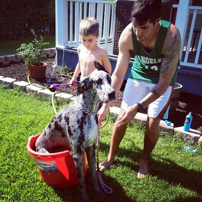 Great Dane sitting in a bucket with its sad face while a kid and an adult man is behind him in the backyard
