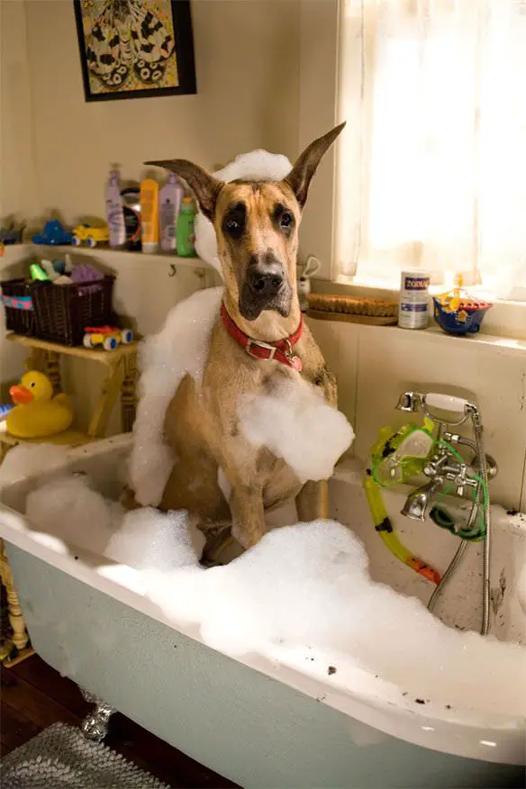 Great Dane taking a bath in the bathtub filled with bubbles