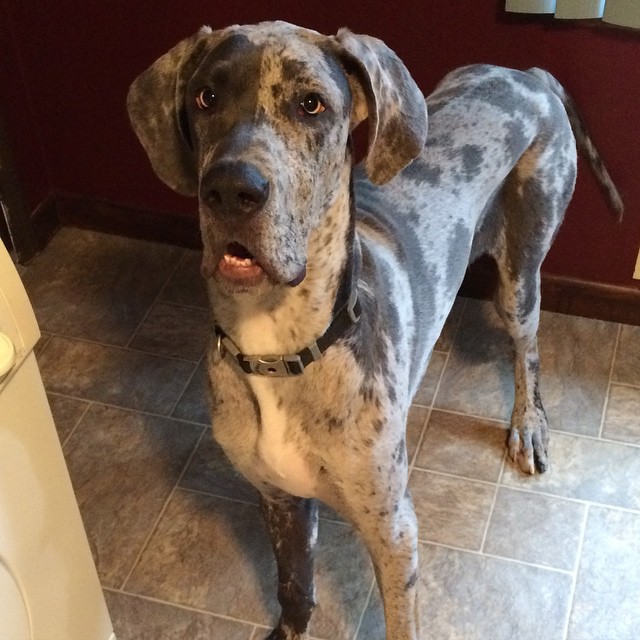 Great Dane standing on the kitchen floor with its sad eyes and its mouth slightly open