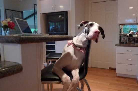 Great Dane leaning on the chair with its sad face