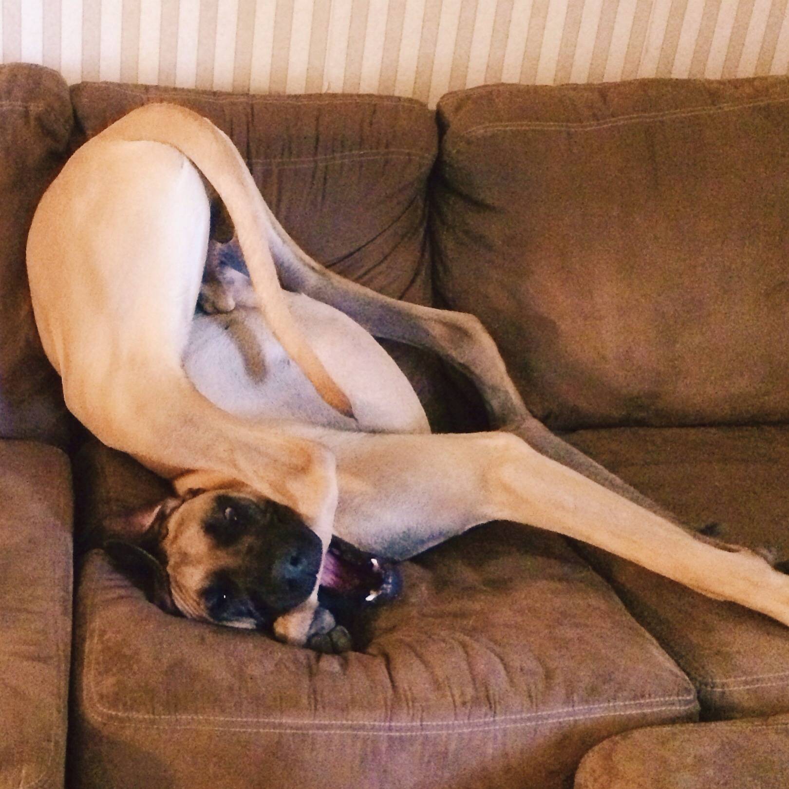 Fawn Great Dane sitting upside down in the couch while biting its foot