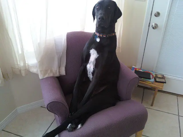 Great Dane sitting on a purple chair with its funny confused face