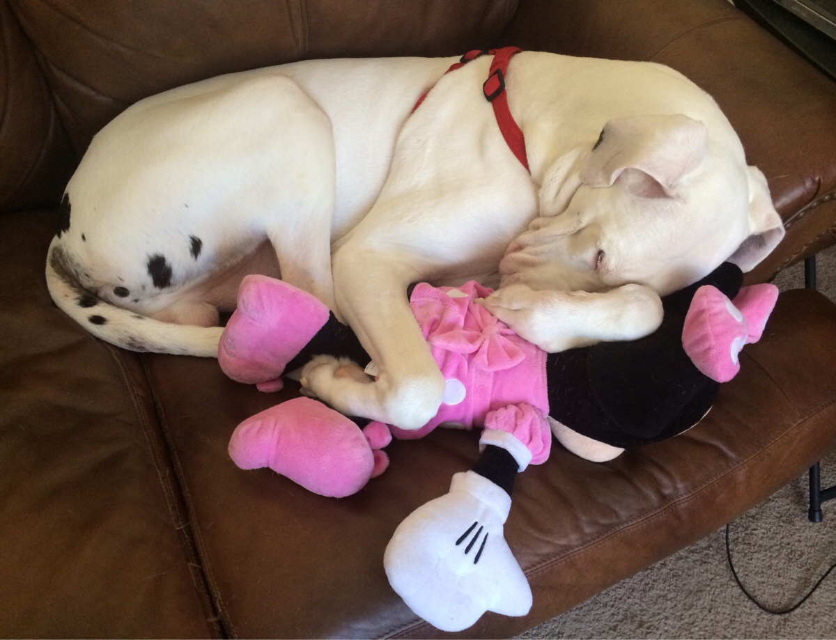 white Great Dane curled up sleeping on the couch while hugging a minnie mouse stuffed toy