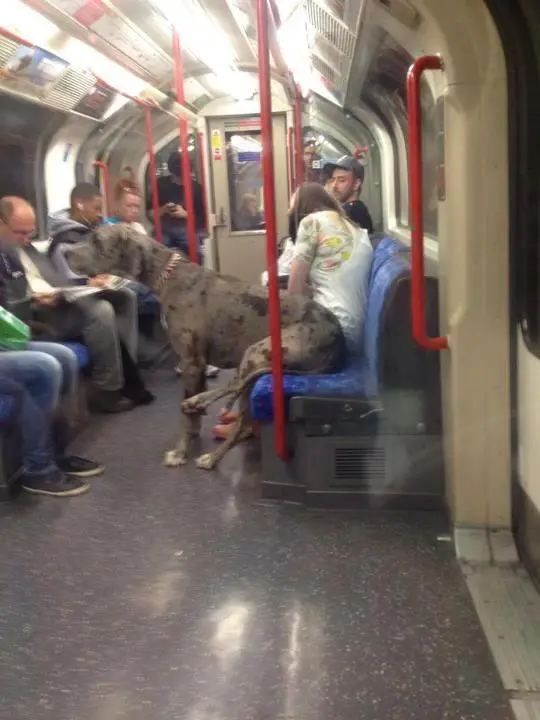Great Dane sitting on a bench inside the train while its hand are standing on the floor