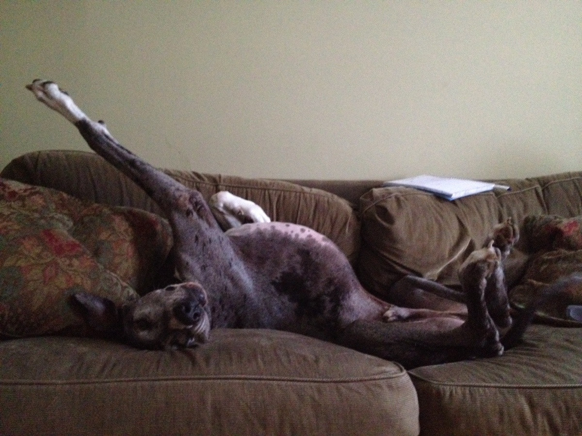 Great Dane lying on its back while sleeping on the couch with its arms stretch up